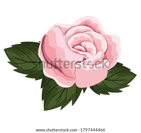 pink rose flower with leaves painting design, natural floral nature plant ornament garden decoration and botany theme Vector illustration