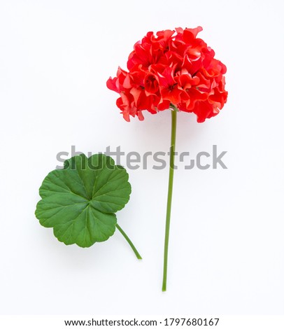 red delicate flower Pelargonium, garden geranium or zonal geranium Flowers, cosmetic aroma oil on a white background