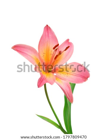 Pink lily flowers on a white background 