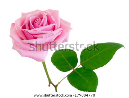 Pink rose isolated on the white background. Selective focus.