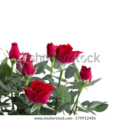 Boquet of roses isolated on white