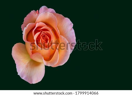 Retro veined rose top view macro of a single isolated orange yellow pink blossom in painting style on green background