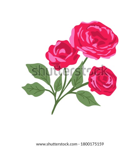 Isolated rose plant on white background