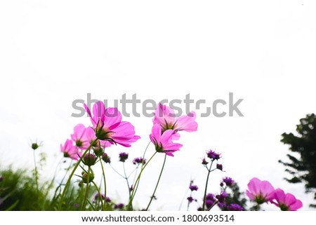 Pink cosmos flowers are bloom on a white background.