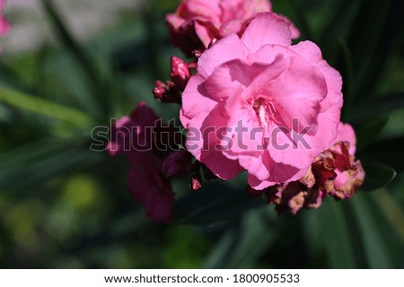 beautiful colorful summer flower close up in the sunshine