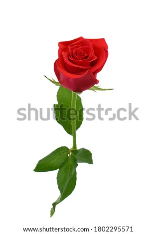 beautiful red rose flower isolated on white background