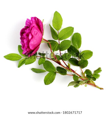 Bright rose, branch with green leaves and thorns, large bud, white background. Top view, flat lay, place for text, copy space.