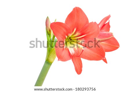Star lily flower isolated on white
