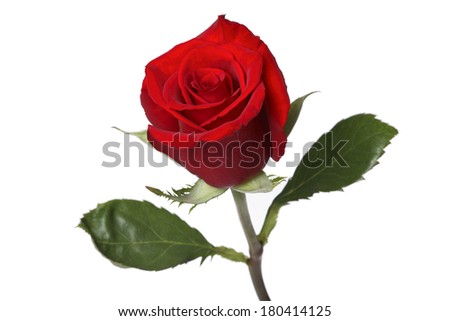 single red rose on white background 