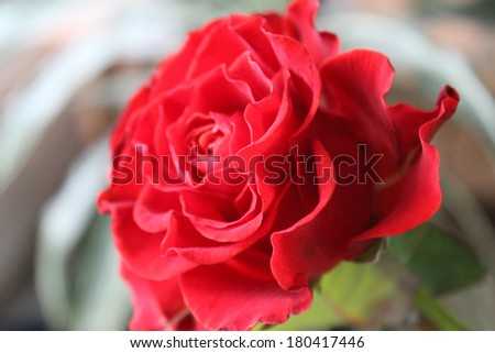 Beautiful flower - a big red rose, the symbol of love, with its petals closeup