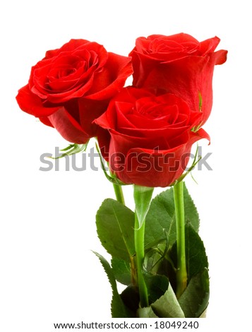 Close-up shot of a red roses