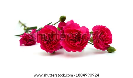the long stem carnations gift on white
