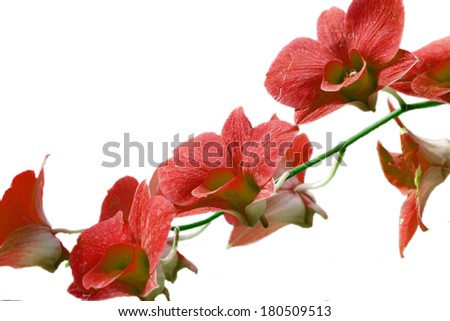 colorful orchid isolated on white background