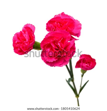 the long stem carnations gift on white