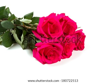 beautiful roses isolated on white