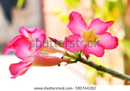 Adenium obesum (Desert Rose)