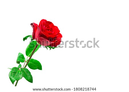 Red rose on a white background. Clipping path detail object nature art