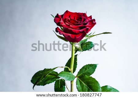 A perfect red rose on gradient white and blue background (isolated)