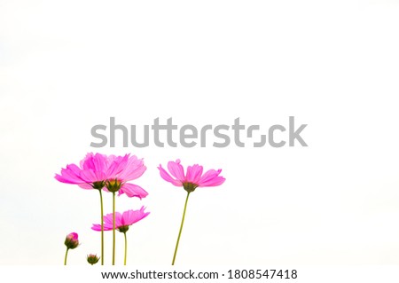 pink cosmos flowers on white background