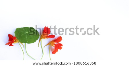 Orange nasturtium flowers on a white background.