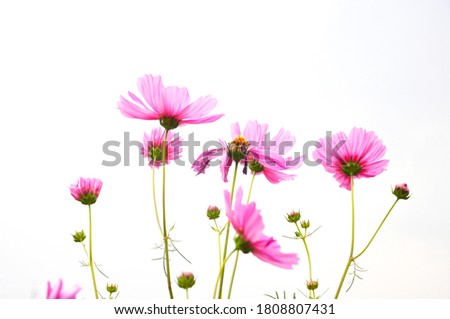 pink cosmos flowers on white background