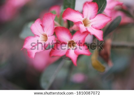 Red frangipani flowers are blooming, in Indonesia called bunga kamboja