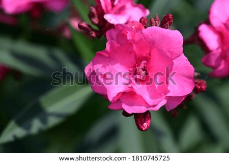 very nice colorful summer flower close up