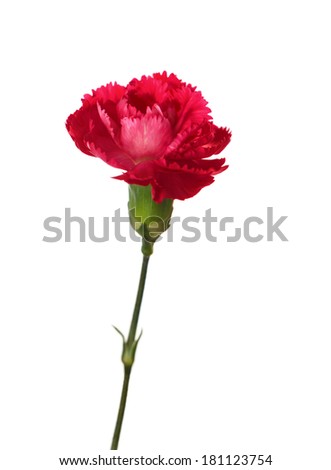 Carnation flower isolated on white background. Shallow depth of field. Focus on the center of flower