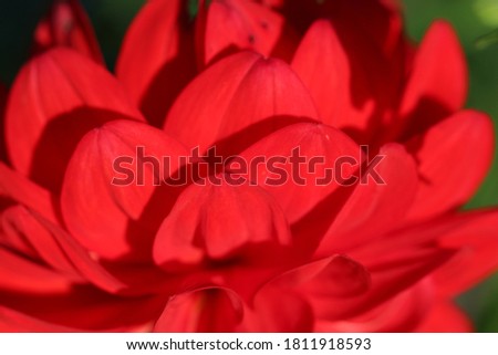 Close-up (macro shoot) of scarlet dahlia petals as a natural background or texture