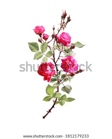 Branch of Climbing rose with red flowers. Isolated on white background