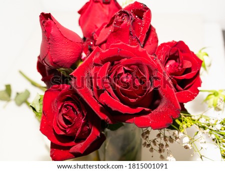 A bouquet of red roses with water drops on a white background. Concept of Valentine's Day, Wedding, Halloween. Design for greeting cards or posters. The rose is a symbol of love