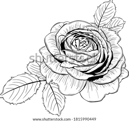 Big rose flower with leaves. Vector image