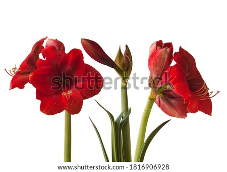 Three blooming dark  red Amaryllis (Hippeastrum) on  white background isolated