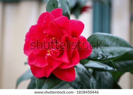 red camellia flower in close up