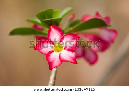 azalea flowers