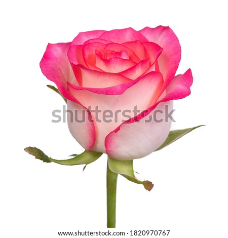 Pink rose on a white background. Isolate. Close-up