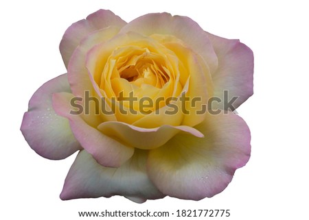 Isolate on a white background. A beautiful rose of the old famous 