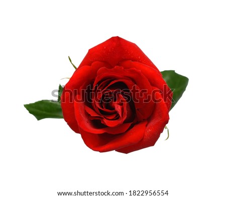 Close up blooming red rose flower isolated on white background