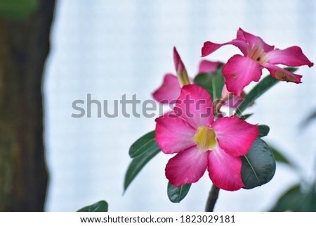 Adenium obesum is a species of flowering plant in the dogbane family, Apocynaceae, that is native to the Sahel regions, south of the Sahara, and tropical and subtropical eastern and southern Africa