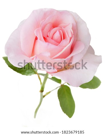 Beautiful pink Rose isolated on white background	