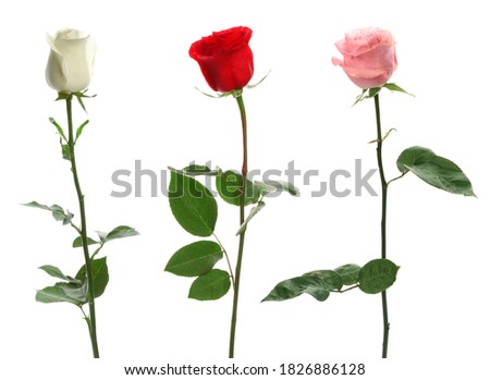 Set of different roses on white background