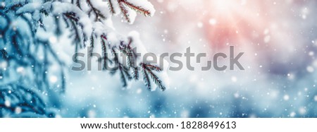 Fir-tree is in the winter fairy forest in snowfall. Fluffy snow lies on fragile spruce branches. The snowflacks are sparkling under the bright sun.