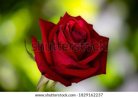 
A red rose with bokeh effect background