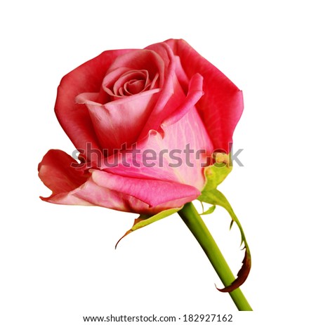 Pink rose flower isolated on white