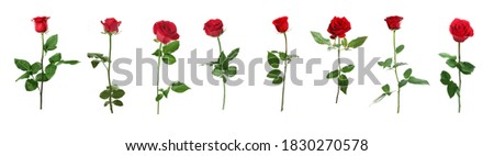 Set of beautiful red roses on white background. Banner design 
