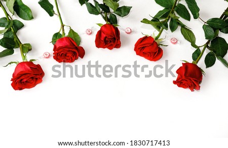 red roses on a white background, beautiful background, close-up