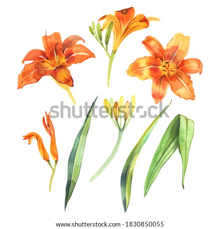 Watercolor illustration of orange lily, isolated on white background