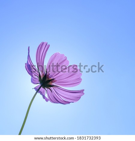 Cosmos - Since it resembles cherry blossoms, it is also called 
