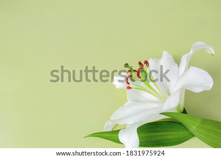 Close-up of white lily flower on light green background for design on the theme of wedding, holiday invitation or invitation.