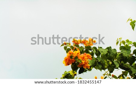 beautiful orange bougainvillea flower background